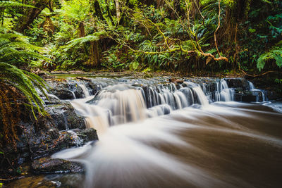 Scenic view of waterfall in forest