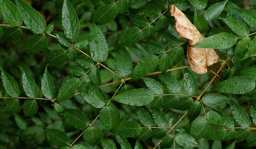 High angle view of raindrops on leaves