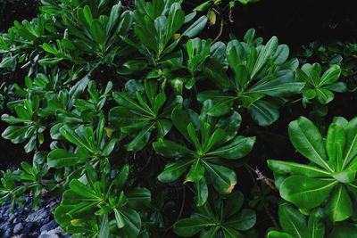 Close-up of fresh green leaves