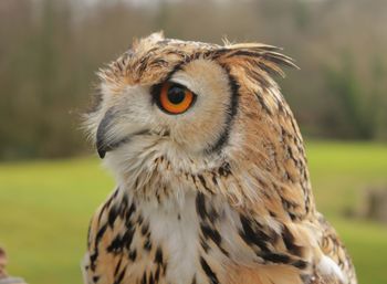 Close-up of owl