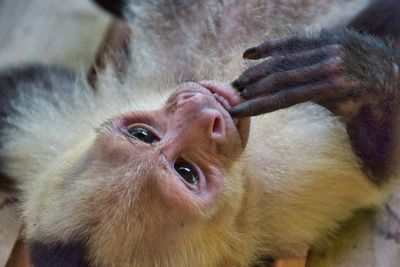 Close-up of a monkey