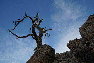 Low angle view of bare tree against sky