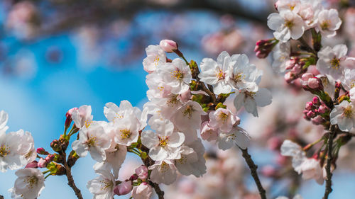 Close-up of cherry blossom