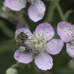 Close-up of honey bee on purple flowering plant