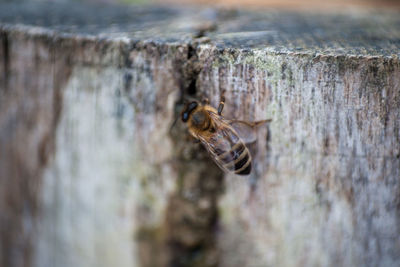 Close-up of insect on tree trunk