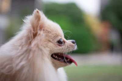 Close-up of a dog looking away