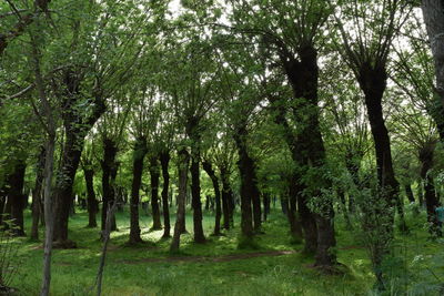 Trees in forest