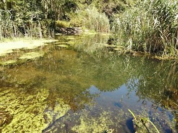 Scenic view of lake in forest