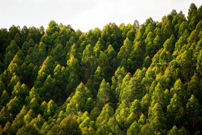 High angle view of trees in forest against sky