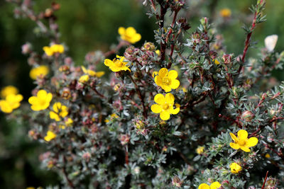 Close-up of yellow flowers