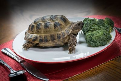 Close-up of a turtle in plate