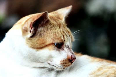 Close-up of a cat