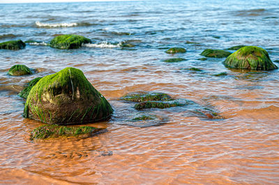 Sea green algae on stone in water. green seagrass covered boulder on sea shore