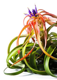 Close-up of flowering plant against white background