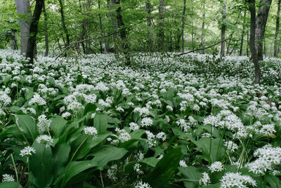 Flowers growing in forest