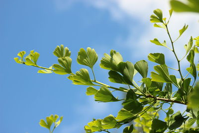 Low angle view of plant against blue sky