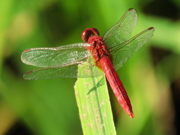 Close-up of dragonfly on leaf