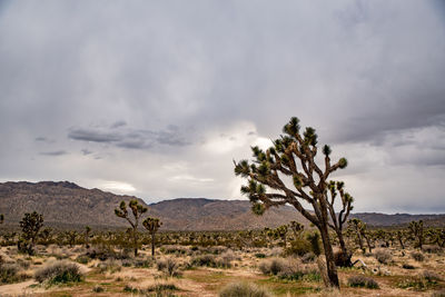 Joshua trees spread on desert landscape under cloudy sky by hills