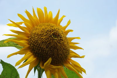 Close-up of sunflower