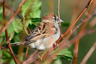 Close-up of sparrow perching on twig