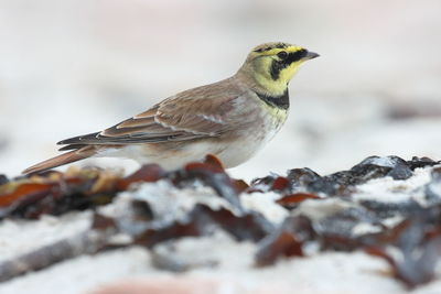 Close-up of bird perching on snow