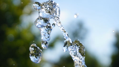 Close-up of frozen plant