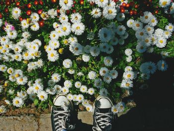 Low section of person wearing shoes by white flowering plants