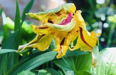 Close-up of wilted flower on plant