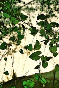 Low angle view of flower tree