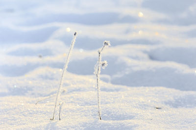 Snow covered land on field during sunny day