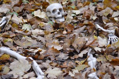 Close-up of maple leaves fallen on field during autumn