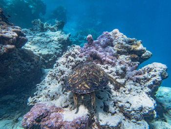 sea