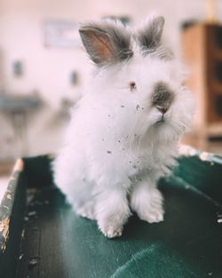 A fluffy white bunny