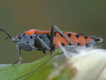 Close-up of butterfly on leaf