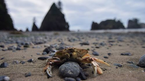 Crab on stone at beach