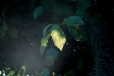 High angle view of fresh leaves in sunlight