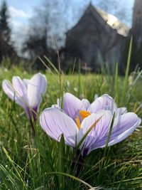 Close-up of purple crocus flowers on field