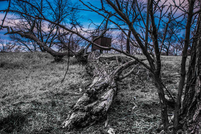 Bare trees in forest