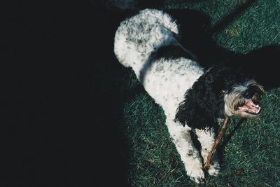 High angle view of dog on field