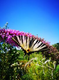 Close-up of butterfly pollinating on purple flower