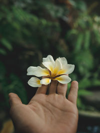 Rare 10 petals frangipani flower found in sudaji, singaraja, bali, indonesia