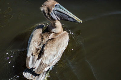 Close-up of duck swimming on lake