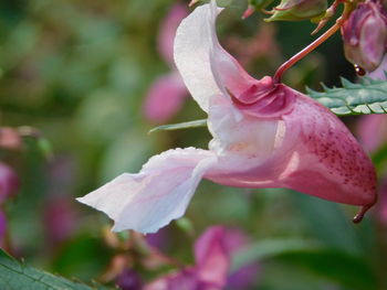 Close-up of pink rose flower