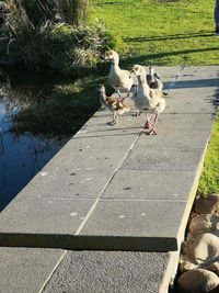 High angle view of dogs on footpath