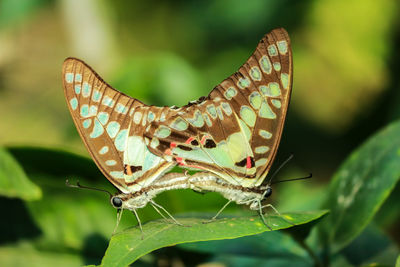 Two butterflies having mating on a leaf