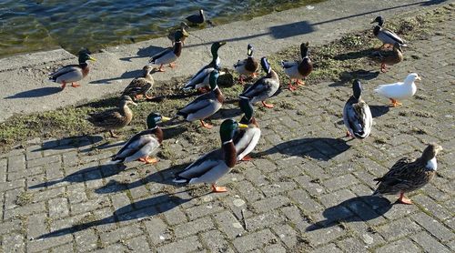 High angle view of seagulls on shore