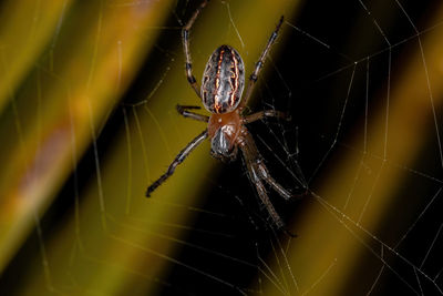 Close-up of spider on web