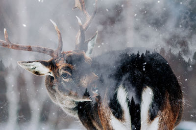 Close-up of deer in snow