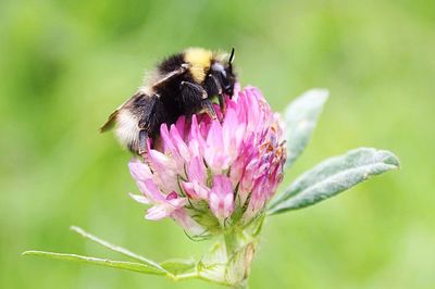 Close-up of bee pollinating on pink flower in garden