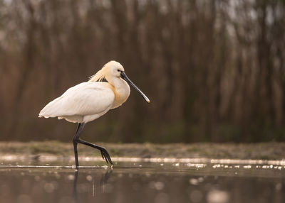 Side view of eurasian spoonbill in lake